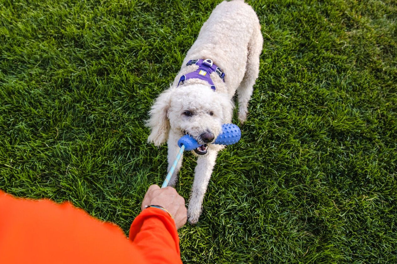 White curly-haired dog tugging the Ruffwear Gourdo toy in Heliotrope Purple on grass, wearing a purple harness, with owner holding the rope handle