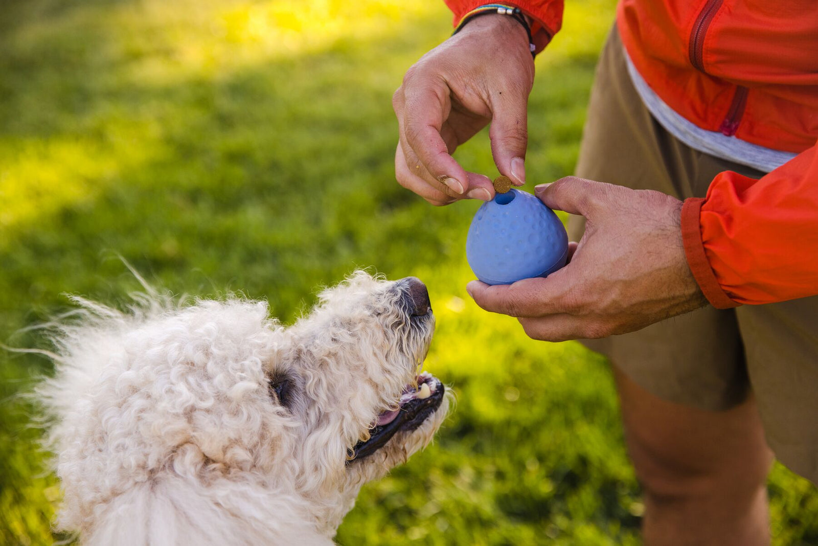 Person in an orange jacket crouching on grass, holding the Ruffwear Turnup dog toy in Heliotrope Purple out towards a small fluffy white dog looking up eagerly, lush green grass softly blurred behind