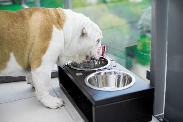 Bowl &amp; Bone Republic DELI Amber, Handmade Dog Bowl | Barks &amp; Bunnies