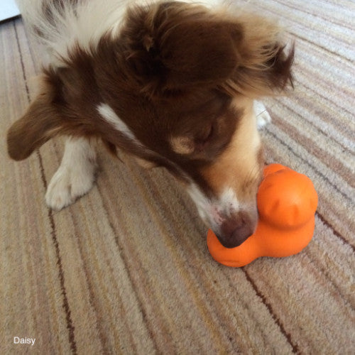 Zogoflex Tux by West Paw Design Indestructible Dog Toy | Barks & Bunnnies