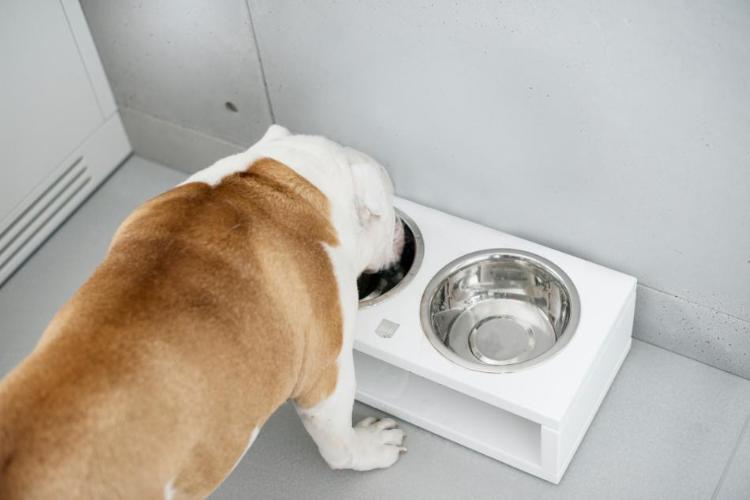 Bowl & Bone Republic DELI Jasmine, Handmade Dog Bowl | Barks & Bunnies