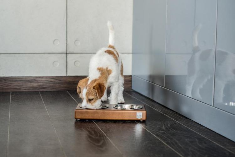 Bowl &amp; Bone Republic DUO Chestnut, Handmade Dog Bowl | Barks &amp; Bunnies