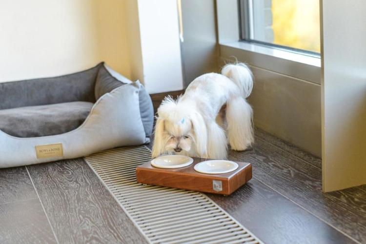 Bowl &amp; Bone Republic DUO CERAMIC Amber, Dog Bowl | Barks &amp; Bunnies