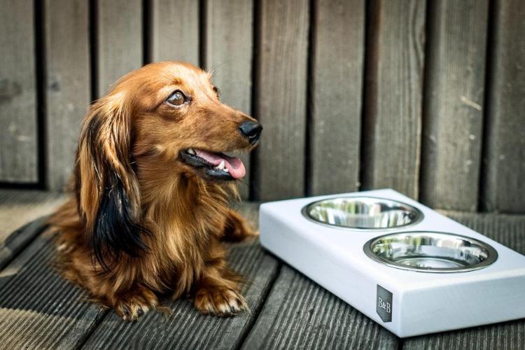 Bowl &amp; Bone Republic DUO Jasmine Handmade Dog Bowl | Barks &amp; Bunnies
