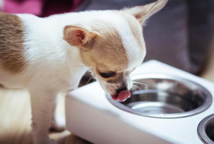 Bowl & Bone Republic DUO Jasmine Handmade Dog Bowl | Barks & Bunnies