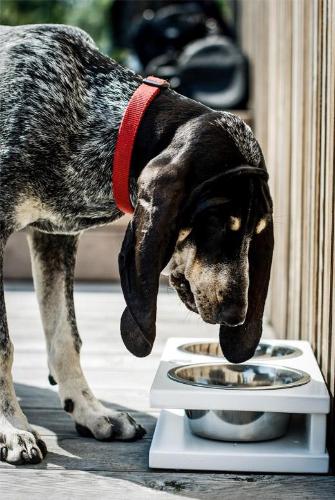 Bowl & Bone Republic GRANDE Jasmine, Dog Bowl | Barks & Bunnies